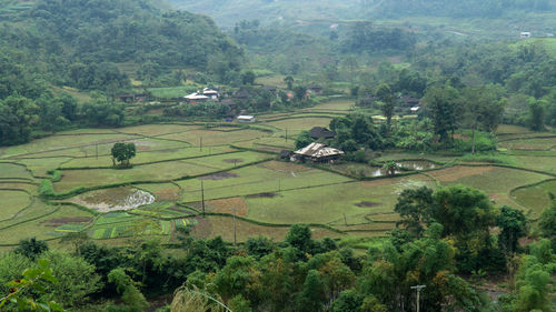 High angle view of agricultural field