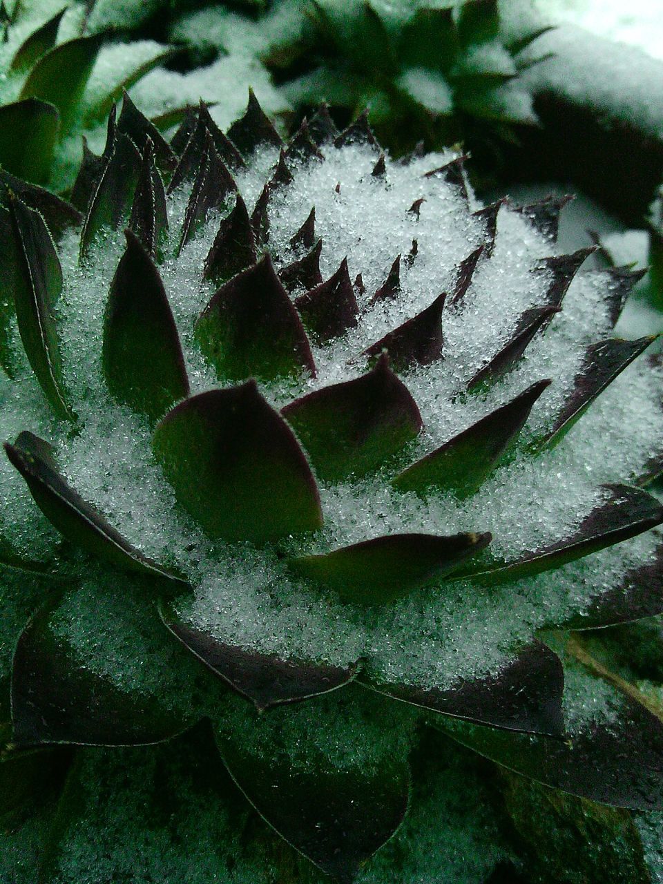 nature, leaf, beauty in nature, green color, close-up, plant, growth, no people, backgrounds, day, fragility, freshness, outdoors, cactus