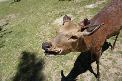 Close-up of deer on field