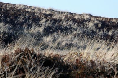 Close-up of grass on field against clear sky