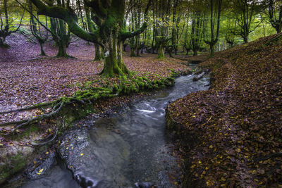 Stream flowing amidst trees in forest