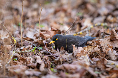 Close-up of bird on field