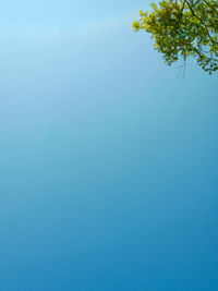 Low angle view of tree against clear blue sky