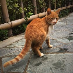 Portrait of cat sitting on footpath