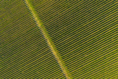 Full frame shot of agricultural field