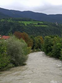 Scenic view of river amidst trees against sky