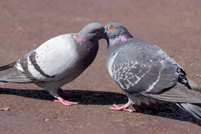 Close-up of pigeon kissing