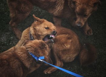 High angle view of dogs on field