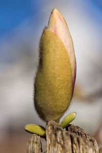 Close-up of plant against blurred background