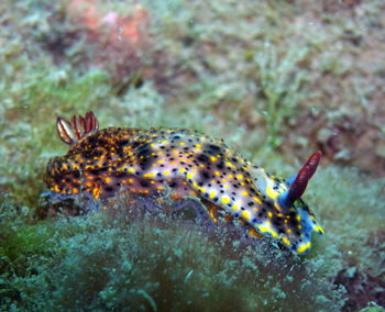 Close-up of fish swimming in sea