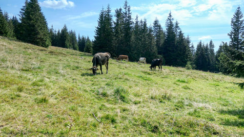 Cows grazing in a field