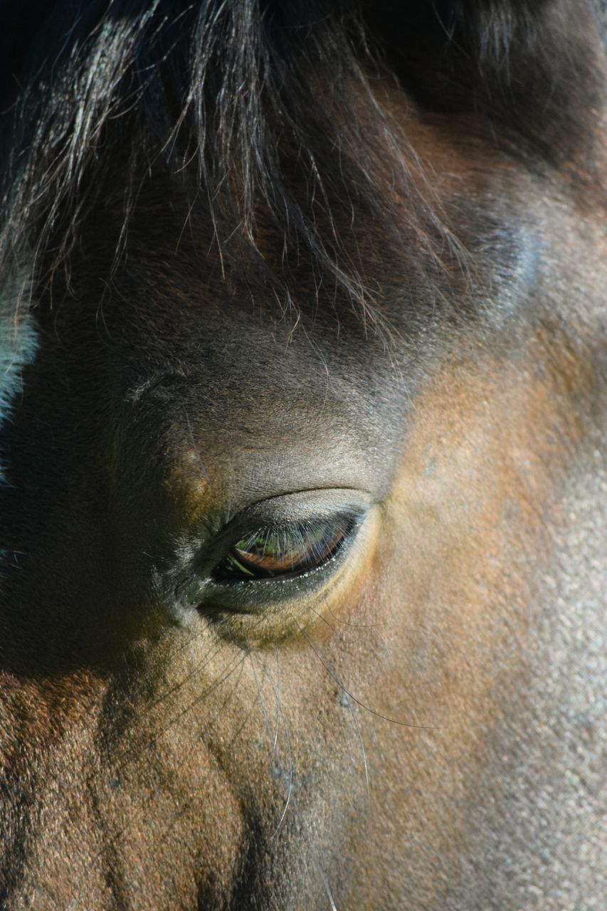 EXTREME CLOSE-UP OF HORSE