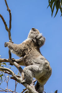 Koala looking up to the green leaves of an eucalyptus tree