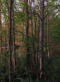 Trees in forest