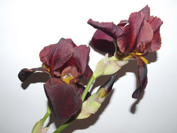 Close-up of wilted rose against white background