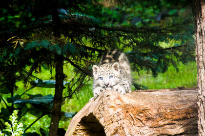 View of tree trunk