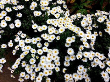 High angle view of white flowering plants