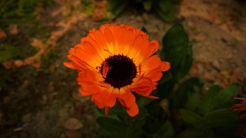 High angle view of orange flower