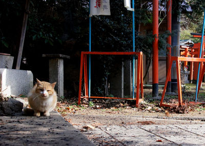 Cat outdoors