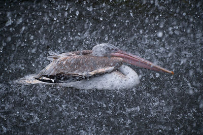 Close-up of bird