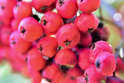 Close-up of cherries growing on plant