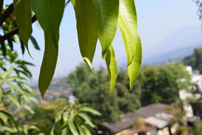 Close-up of fresh green leaves against sky