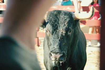 Close-up of horse