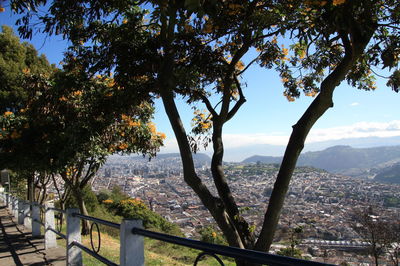 View of trees at seaside