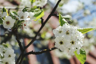 Close-up of apple blossoms in spring