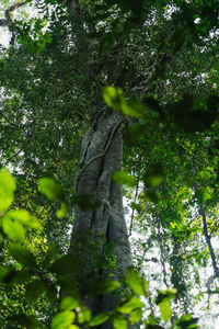 Low angle view of trees growing in forest