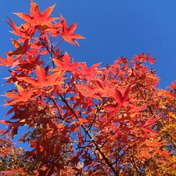 Low angle view of maple tree against blue sky