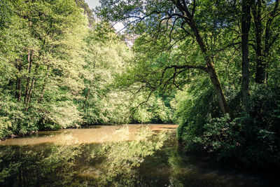 Trees in forest