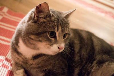 Close-up of cat relaxing