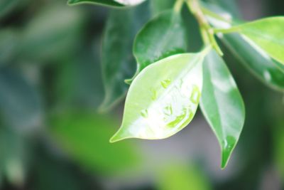 Close-up of green leaf on plant