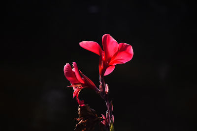 Close-up of red rose against black background