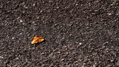 High angle view of insect on autumn leaf