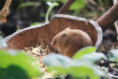 Close-up of field mouse