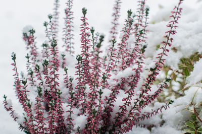 Close-up of flowers against blurred background