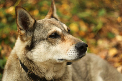 Close-up of dog looking away