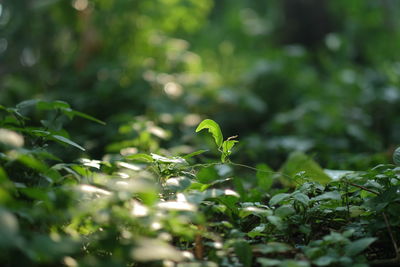 Close-up of fresh green leaves on field