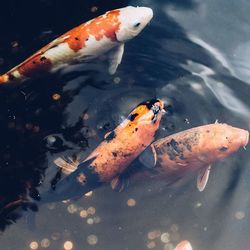 Fish underwater