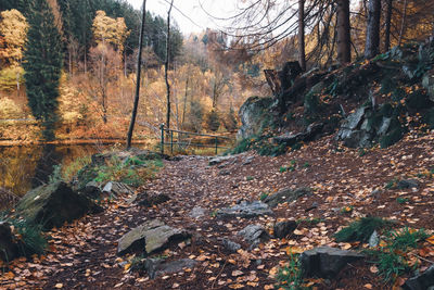 Trees in forest during autumn