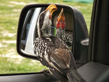 Close-up of bird on car