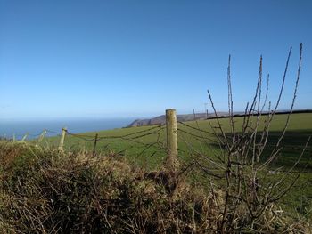 Scenic view of field against clear blue sky