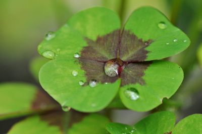 Close-up of raindrops on clover leaf