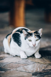 Portrait of cat sitting on floor