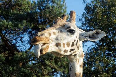 Close-up portrait of giraffe sticking out tongue