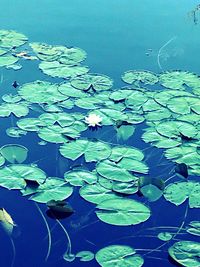 Close-up of lotus water lily in pond