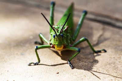 Close-up of insect on leaf