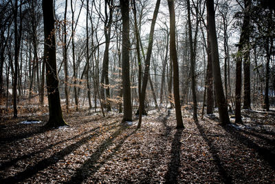 Trees in forest during autumn